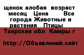 щенок алобая .возраст 1 месяц › Цена ­ 7 - Все города Животные и растения » Птицы   . Тверская обл.,Кимры г.